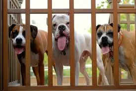 Three dogs behind a wooden fence.