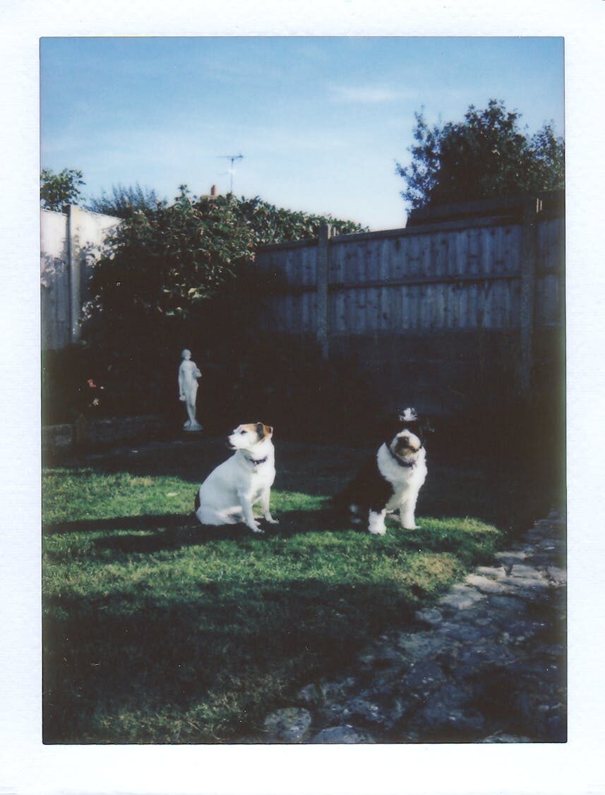 Two dog sitting on lawn grass near privacy fence