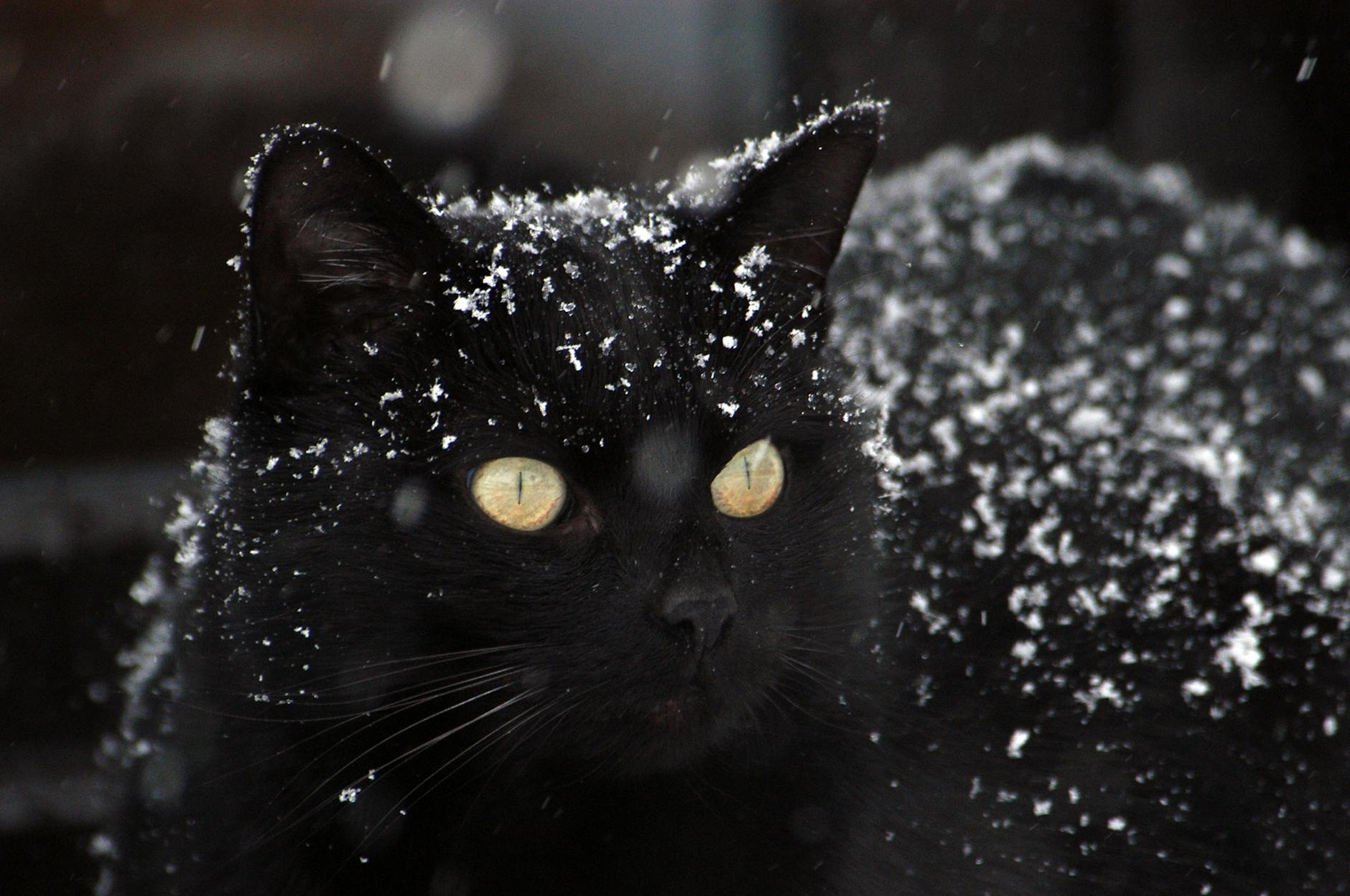 Black cat with winter snow on top