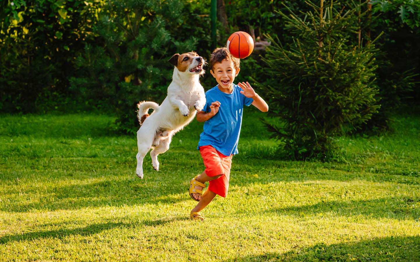 Boy and dog playing outdoors inside a dog fence
